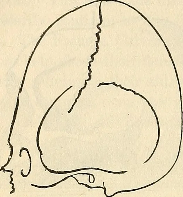 An illustration from Human science or phrenology. Its principles, proofs, faculties, organs, temperaments, combinations, conditions, teachings, philosophies, etc., etc. as applied to health. Its value, laws, functions, organs, means, preservation, restoration, etc. Mental philosophy, human and self improvement, civilization, home country, commerce rights, duties, ethics, etc. God, His existence, attributes, laws, worship, natural theology, etc. Immortality, its evidences, conditions, relations to time, rewards, punishments, sin, faith, prayer, etc. Intellect, memory, juvenile and self education, literature, mental discipline, the senses, sciences, arts, avocations, a perfect life, etc., etc, 1880, leaf 803