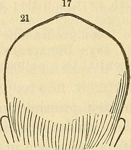 An illustration from Human science or phrenology. Its principles, proofs, faculties, organs, temperaments, combinations, conditions, teachings, philosophies, etc., etc. as applied to health. Its value, laws, functions, organs, means, preservation, restoration, etc. Mental philosophy, human and self improvement, civilization, home country, commerce rights, duties, ethics, etc. God, His existence, attributes, laws, worship, natural theology, etc. Immortality, its evidences, conditions, relations to time, rewards, punishments, sin, faith, prayer, etc. Intellect, memory, juvenile and self education, literature, mental discipline, the senses, sciences, arts, avocations, a perfect life, etc., etc, 1880, leaf 922