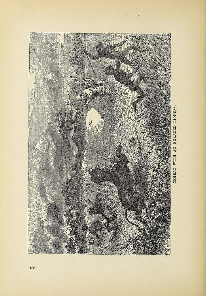 An illustration from Hunting big game in the wilds of Africa : containing thrilling adventures of the famous Roosevelt expedition ... the whole comprising a vast treasury of all that is marvelous and wonderful in darkest Africa, 1909, leaf 224