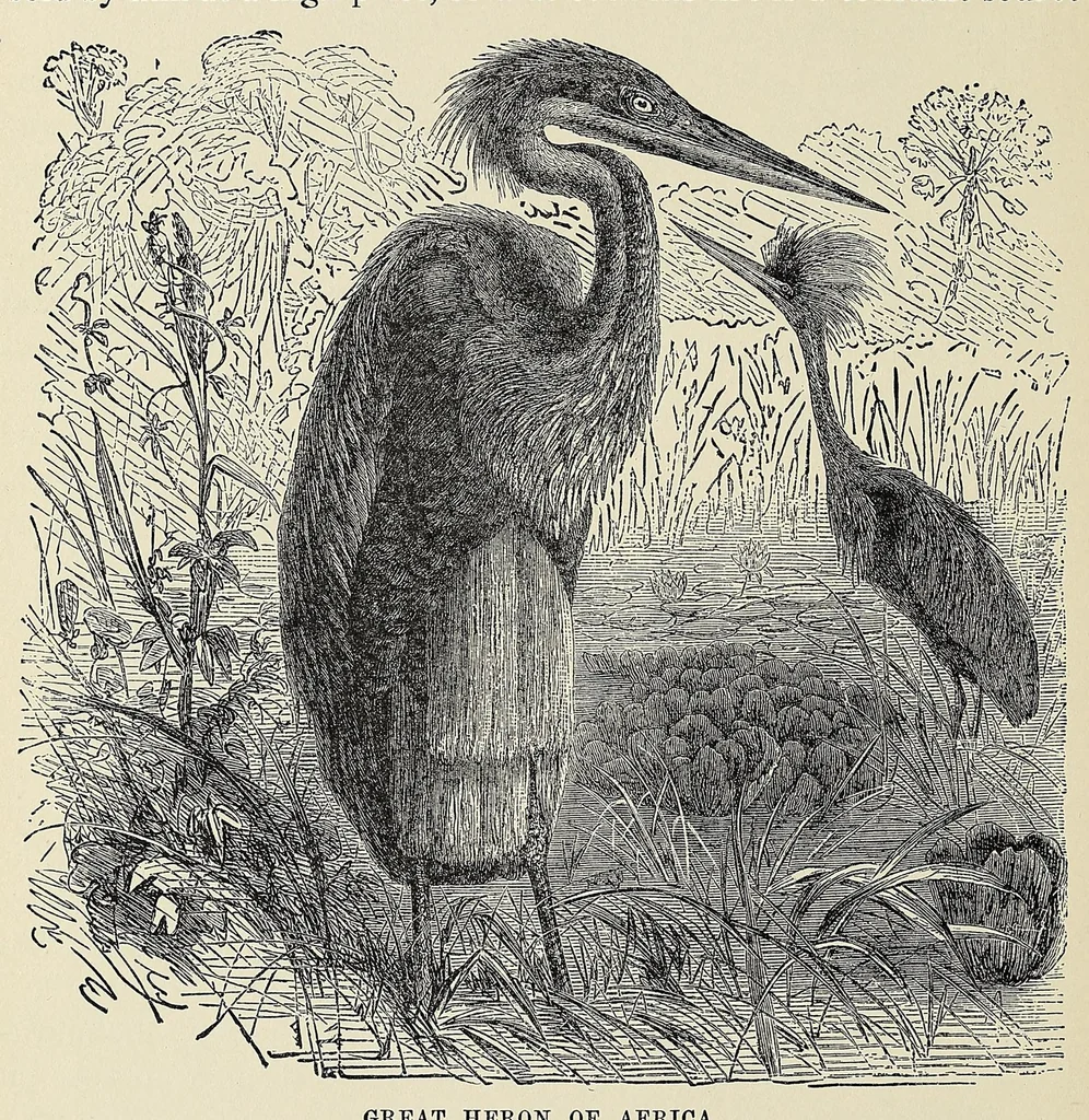 An illustration from Hunting big game in the wilds of Africa : containing thrilling adventures of the famous Roosevelt expedition ... the whole comprising a vast treasury of all that is marvelous and wonderful in darkest Africa, 1909, leaf 316