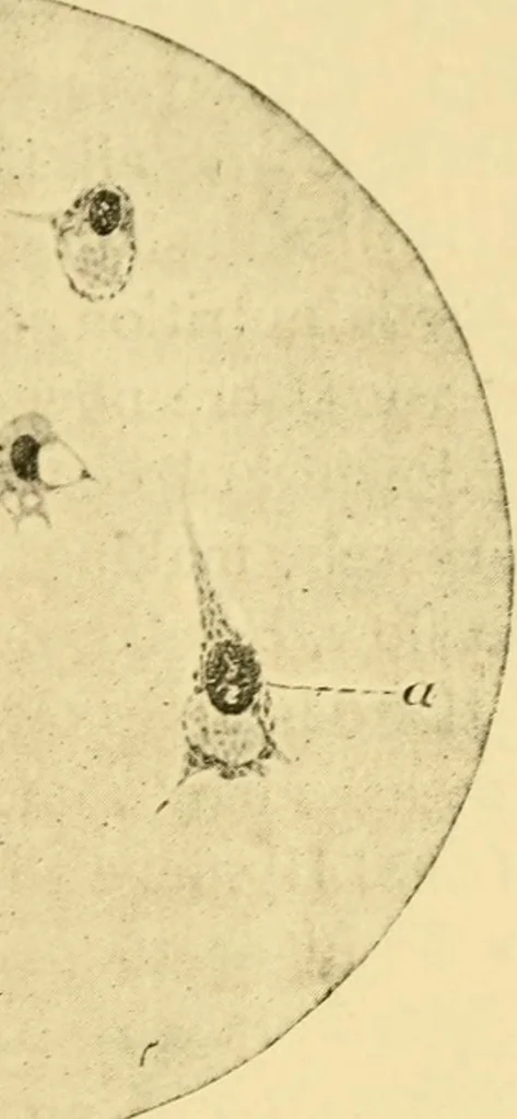 An illustration from The hygiene of mind, 1907, leaf 266