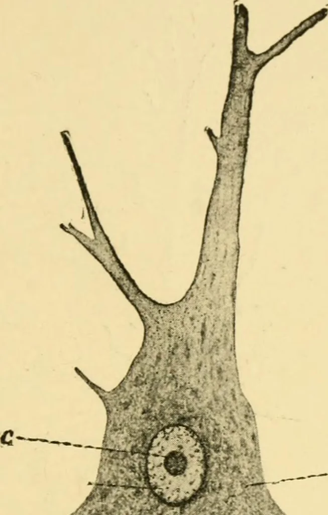 An illustration from The hygiene of mind, 1907, leaf 46