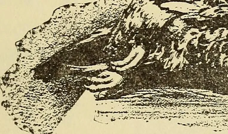 An illustration from Hypnotism and hypnotic suggestion; a scientific treatise on the uses and possibilities of hypnotism, suggestion and allied phenomena, 1900, leaf 42