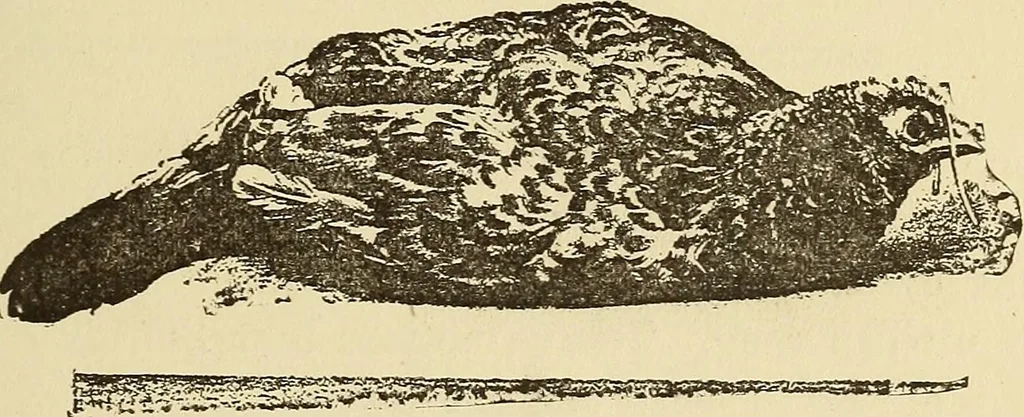 An illustration from Hypnotism and hypnotic suggestion; a scientific treatise on the uses and possibilities of hypnotism, suggestion and allied phenomena, 1900, leaf 42