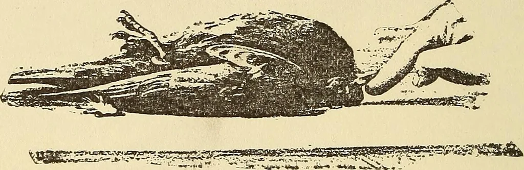 An illustration from Hypnotism and hypnotic suggestion; a scientific treatise on the uses and possibilities of hypnotism, suggestion and allied phenomena, 1900, leaf 43