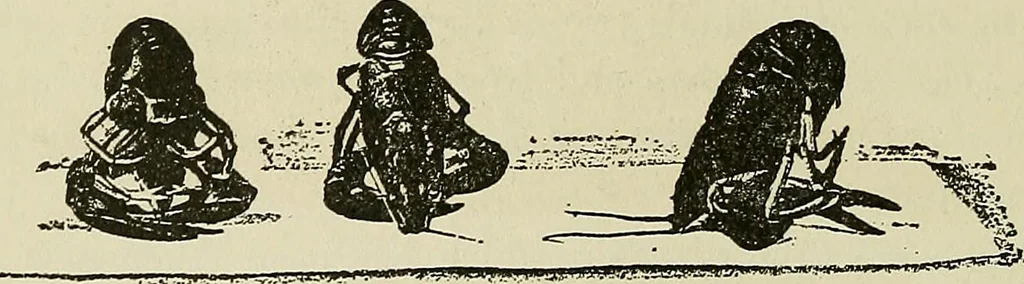 An illustration from Hypnotism and hypnotic suggestion. A scientific treatise on the uses and possibilities of hypnotism, suggestion and allied phenomena, 1900, leaf 47