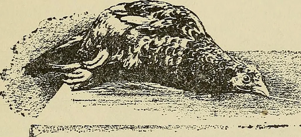 An illustration from Hypnotism and hypnotic suggestion. A scientific treatise on the uses and possibilities of hypnotism, suggestion and allied phenomena, 1900, leaf 48