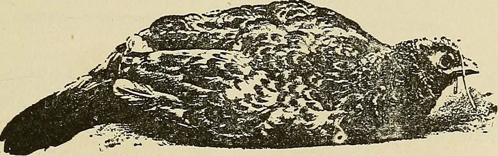 An illustration from Hypnotism and hypnotic suggestion. A scientific treatise on the uses and possibilities of hypnotism, suggestion and allied phenomena, 1900, leaf 48