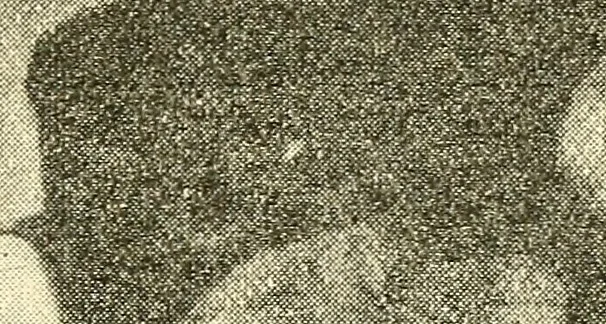 An illustration from Hypnotism, mesmerism and the new witchcraft, 1896, leaf 156