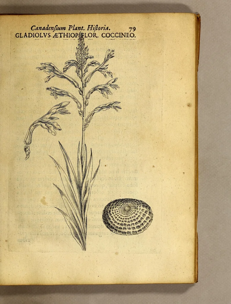 An illustration from Iac. Cornuti doctoris medici Parisiensis Canadensium plantarum, aliarúmque nondum editarum historia. : Cui adiectum est ad calcem enchiridion botanicum Parisiense, continens indicem plantarum, quæ in pagis, siluis, pratis, & montosis iuxta Parisios locis nascuntur, 1635, leaf 101