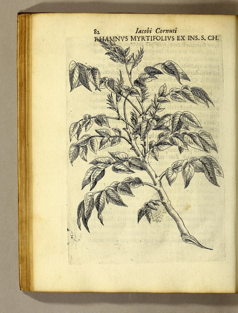 An illustration from Iac. Cornuti doctoris medici Parisiensis Canadensium plantarum, aliarúmque nondum editarum historia. : Cui adiectum est ad calcem enchiridion botanicum Parisiense, continens indicem plantarum, quæ in pagis, siluis, pratis, & montosis iuxta Parisios locis nascuntur, 1635, leaf 104