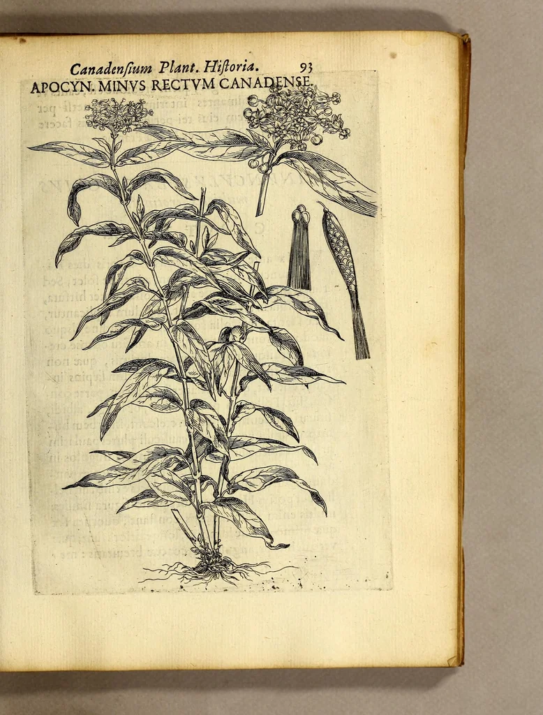 An illustration from Iac. Cornuti doctoris medici Parisiensis Canadensium plantarum, aliarúmque nondum editarum historia. : Cui adiectum est ad calcem enchiridion botanicum Parisiense, continens indicem plantarum, quæ in pagis, siluis, pratis, & montosis iuxta Parisios locis nascuntur, 1635, leaf 115