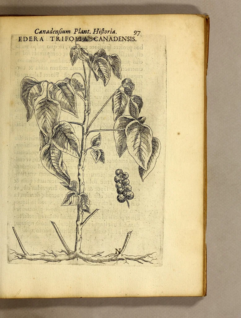 An illustration from Iac. Cornuti doctoris medici Parisiensis Canadensium plantarum, aliarúmque nondum editarum historia. : Cui adiectum est ad calcem enchiridion botanicum Parisiense, continens indicem plantarum, quæ in pagis, siluis, pratis, & montosis iuxta Parisios locis nascuntur, 1635, leaf 119