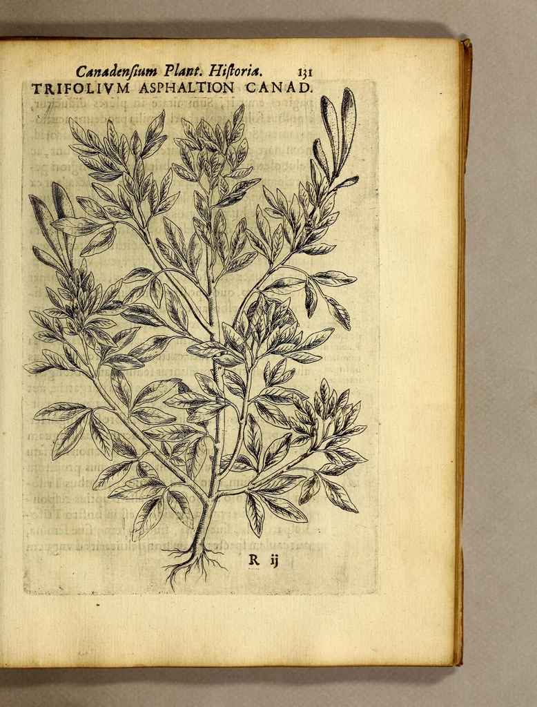 An illustration from Iac. Cornuti doctoris medici Parisiensis Canadensium plantarum, aliarúmque nondum editarum historia. : Cui adiectum est ad calcem enchiridion botanicum Parisiense, continens indicem plantarum, quæ in pagis, siluis, pratis, & montosis iuxta Parisios locis nascuntur, 1635, leaf 153
