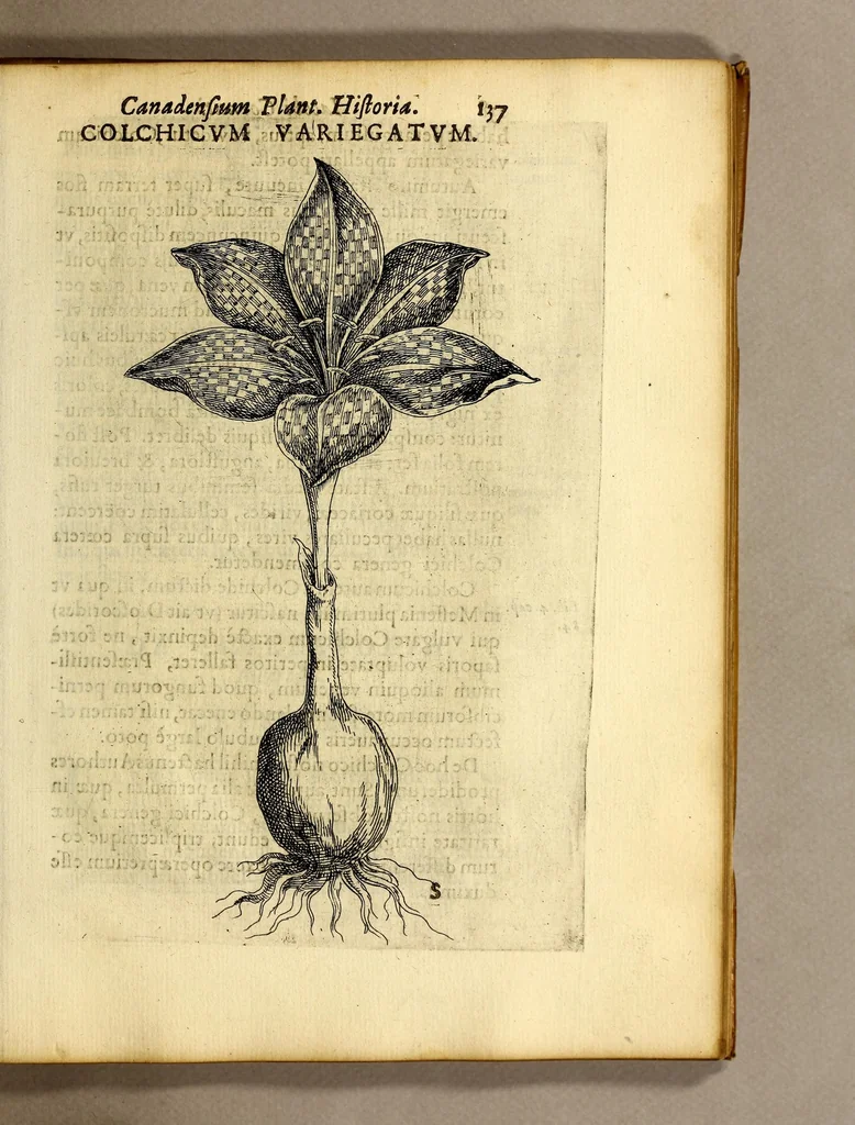 An illustration from Iac. Cornuti doctoris medici Parisiensis Canadensium plantarum, aliarúmque nondum editarum historia. : Cui adiectum est ad calcem enchiridion botanicum Parisiense, continens indicem plantarum, quæ in pagis, siluis, pratis, & montosis iuxta Parisios locis nascuntur, 1635, leaf 159