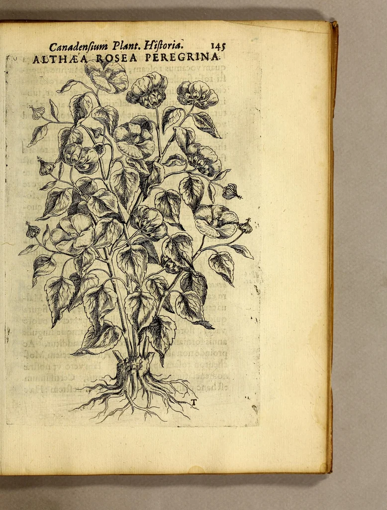 An illustration from Iac. Cornuti doctoris medici Parisiensis Canadensium plantarum, aliarúmque nondum editarum historia. : Cui adiectum est ad calcem enchiridion botanicum Parisiense, continens indicem plantarum, quæ in pagis, siluis, pratis, & montosis iuxta Parisios locis nascuntur, 1635, leaf 167