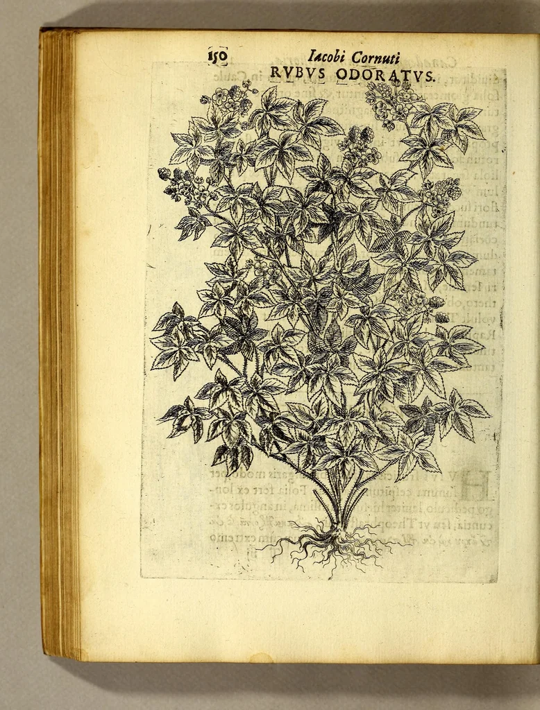 An illustration from Iac. Cornuti doctoris medici Parisiensis Canadensium plantarum, aliarúmque nondum editarum historia. : Cui adiectum est ad calcem enchiridion botanicum Parisiense, continens indicem plantarum, quæ in pagis, siluis, pratis, & montosis iuxta Parisios locis nascuntur, 1635, leaf 172