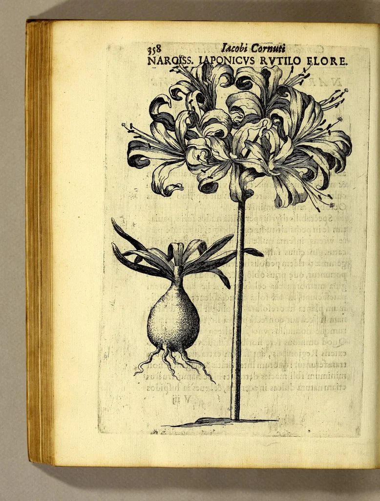 An illustration from Iac. Cornuti doctoris medici Parisiensis Canadensium plantarum, aliarúmque nondum editarum historia. : Cui adiectum est ad calcem enchiridion botanicum Parisiense, continens indicem plantarum, quæ in pagis, siluis, pratis, & montosis iuxta Parisios locis nascuntur, 1635, leaf 180