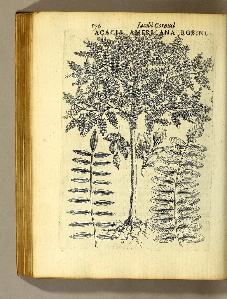 An illustration from Iac. Cornuti doctoris medici Parisiensis Canadensium plantarum, aliarúmque nondum editarum historia. : Cui adiectum est ad calcem enchiridion botanicum Parisiense, continens indicem plantarum, quæ in pagis, siluis, pratis, & montosis iuxta Parisios locis nascuntur, 1635, leaf 194