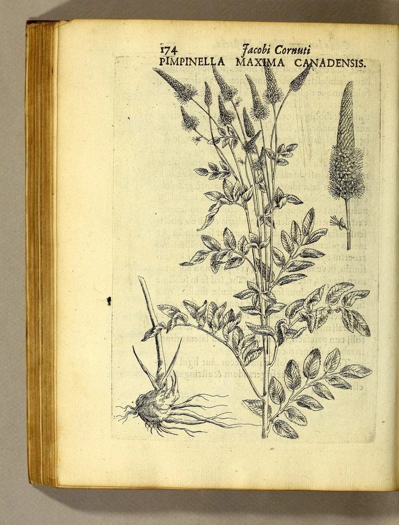 An illustration from Iac. Cornuti doctoris medici Parisiensis Canadensium plantarum, aliarúmque nondum editarum historia. : Cui adiectum est ad calcem enchiridion botanicum Parisiense, continens indicem plantarum, quæ in pagis, siluis, pratis, & montosis iuxta Parisios locis nascuntur, 1635, leaf 196