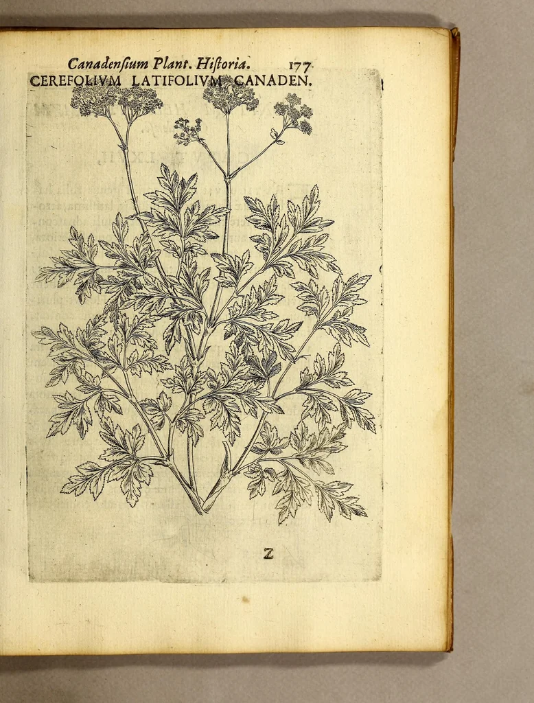 An illustration from Iac. Cornuti doctoris medici Parisiensis Canadensium plantarum, aliarúmque nondum editarum historia. : Cui adiectum est ad calcem enchiridion botanicum Parisiense, continens indicem plantarum, quæ in pagis, siluis, pratis, & montosis iuxta Parisios locis nascuntur, 1635, leaf 199