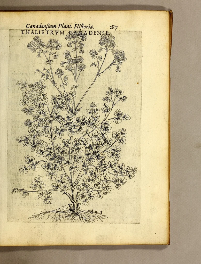 An illustration from Iac. Cornuti doctoris medici Parisiensis Canadensium plantarum, aliarúmque nondum editarum historia. : Cui adiectum est ad calcem enchiridion botanicum Parisiense, continens indicem plantarum, quæ in pagis, siluis, pratis, & montosis iuxta Parisios locis nascuntur, 1635, leaf 209