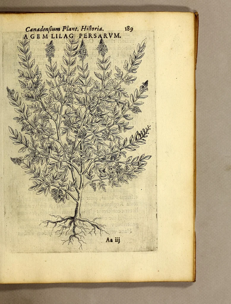 An illustration from Iac. Cornuti doctoris medici Parisiensis Canadensium plantarum, aliarúmque nondum editarum historia. : Cui adiectum est ad calcem enchiridion botanicum Parisiense, continens indicem plantarum, quæ in pagis, siluis, pratis, & montosis iuxta Parisios locis nascuntur, 1635, leaf 211