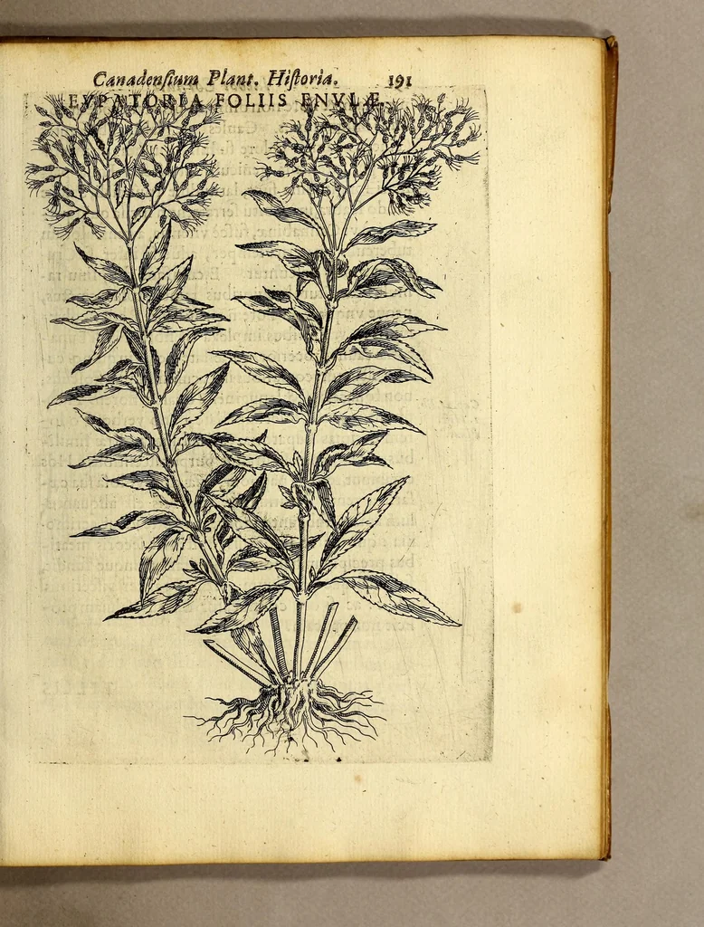 An illustration from Iac. Cornuti doctoris medici Parisiensis Canadensium plantarum, aliarúmque nondum editarum historia. : Cui adiectum est ad calcem enchiridion botanicum Parisiense, continens indicem plantarum, quæ in pagis, siluis, pratis, & montosis iuxta Parisios locis nascuntur, 1635, leaf 213