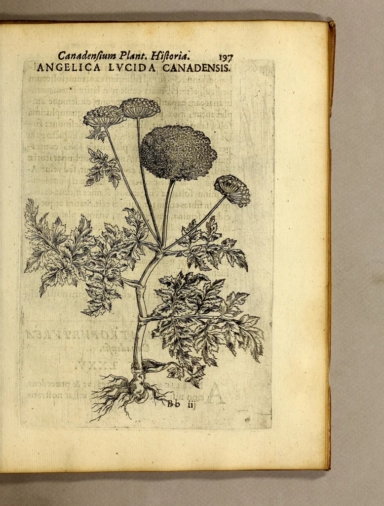 An illustration from Iac. Cornuti doctoris medici Parisiensis Canadensium plantarum, aliarúmque nondum editarum historia. : Cui adiectum est ad calcem enchiridion botanicum Parisiense, continens indicem plantarum, quæ in pagis, siluis, pratis, & montosis iuxta Parisios locis nascuntur, 1635, leaf 219
