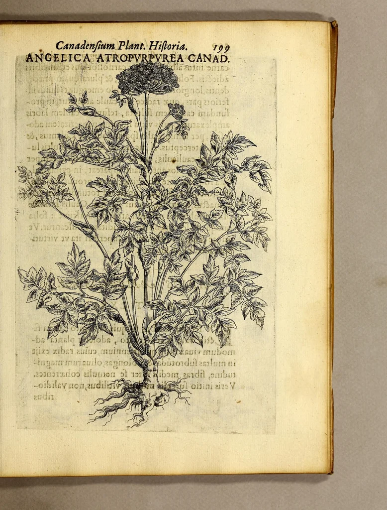 An illustration from Iac. Cornuti doctoris medici Parisiensis Canadensium plantarum, aliarúmque nondum editarum historia. : Cui adiectum est ad calcem enchiridion botanicum Parisiense, continens indicem plantarum, quæ in pagis, siluis, pratis, & montosis iuxta Parisios locis nascuntur, 1635, leaf 221