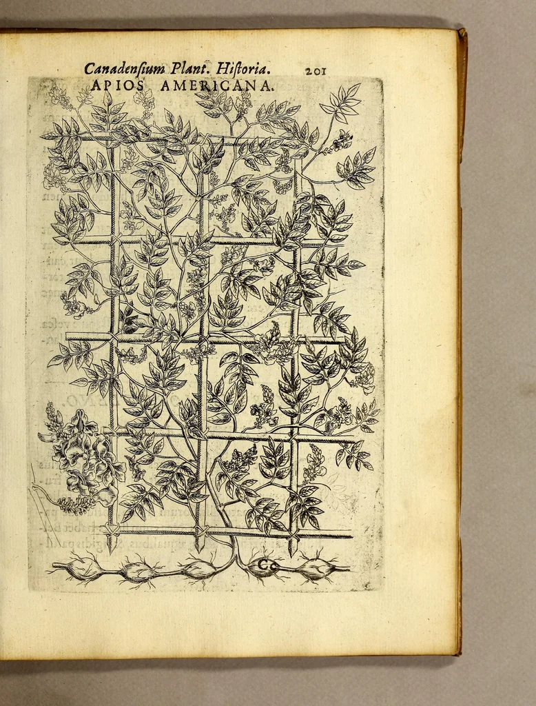 An illustration from Iac. Cornuti doctoris medici Parisiensis Canadensium plantarum, aliarúmque nondum editarum historia. : Cui adiectum est ad calcem enchiridion botanicum Parisiense, continens indicem plantarum, quæ in pagis, siluis, pratis, & montosis iuxta Parisios locis nascuntur, 1635, leaf 223