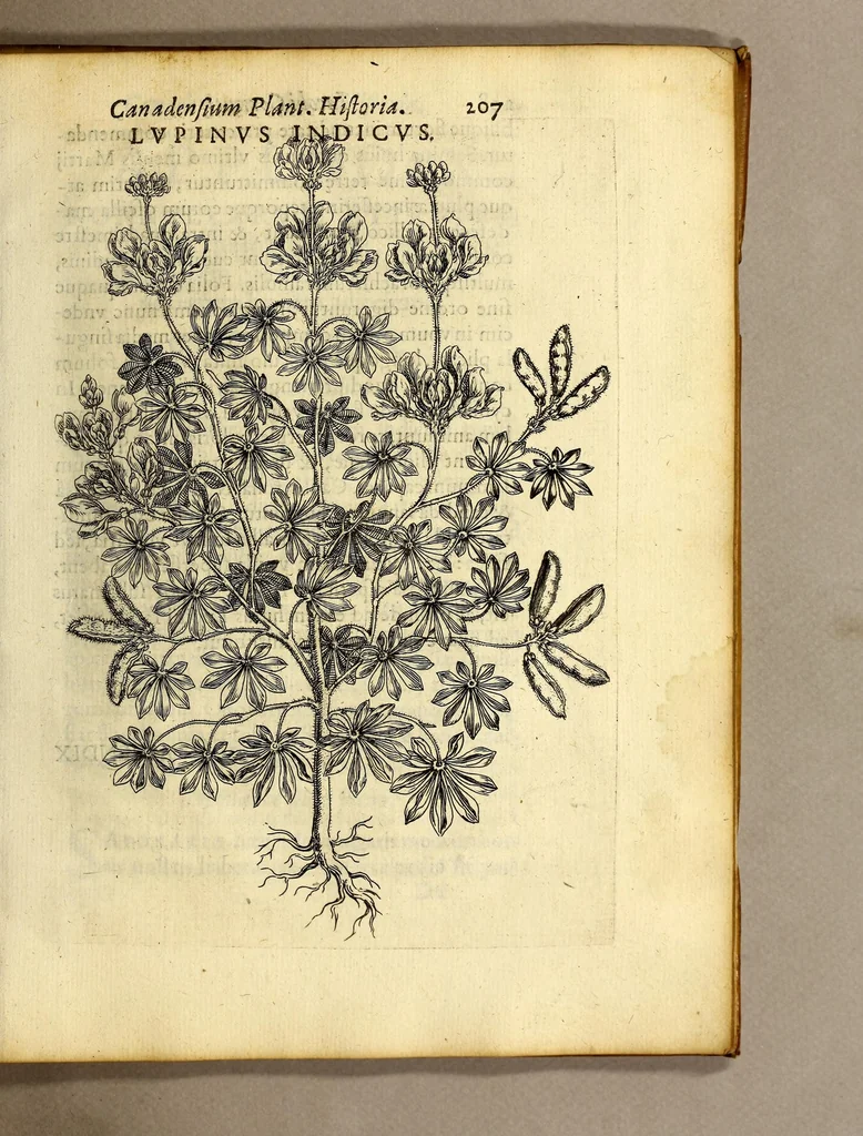 An illustration from Iac. Cornuti doctoris medici Parisiensis Canadensium plantarum, aliarúmque nondum editarum historia. : Cui adiectum est ad calcem enchiridion botanicum Parisiense, continens indicem plantarum, quæ in pagis, siluis, pratis, & montosis iuxta Parisios locis nascuntur, 1635, leaf 229