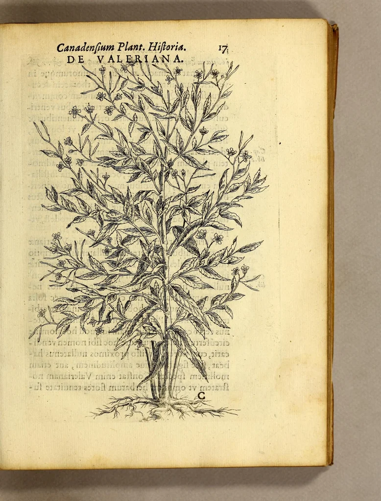 An illustration from Iac. Cornuti doctoris medici Parisiensis Canadensium plantarum, aliarúmque nondum editarum historia. : Cui adiectum est ad calcem enchiridion botanicum Parisiense, continens indicem plantarum, quæ in pagis, siluis, pratis, & montosis iuxta Parisios locis nascuntur, 1635, leaf 39