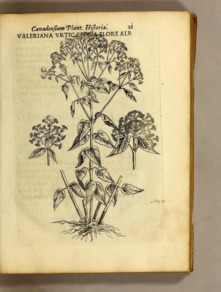 An illustration from Iac. Cornuti doctoris medici Parisiensis Canadensium plantarum, aliarúmque nondum editarum historia. : Cui adiectum est ad calcem enchiridion botanicum Parisiense, continens indicem plantarum, quæ in pagis, siluis, pratis, & montosis iuxta Parisios locis nascuntur, 1635, leaf 43