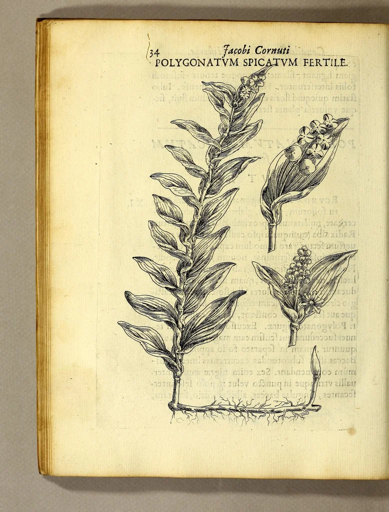 An illustration from Iac. Cornuti doctoris medici Parisiensis Canadensium plantarum, aliarúmque nondum editarum historia. : Cui adiectum est ad calcem enchiridion botanicum Parisiense, continens indicem plantarum, quæ in pagis, siluis, pratis, & montosis iuxta Parisios locis nascuntur, 1635, leaf 56