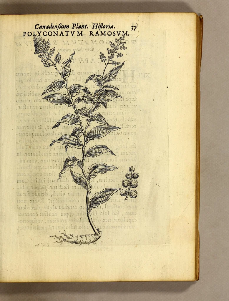 An illustration from Iac. Cornuti doctoris medici Parisiensis Canadensium plantarum, aliarúmque nondum editarum historia. : Cui adiectum est ad calcem enchiridion botanicum Parisiense, continens indicem plantarum, quæ in pagis, siluis, pratis, & montosis iuxta Parisios locis nascuntur, 1635, leaf 59