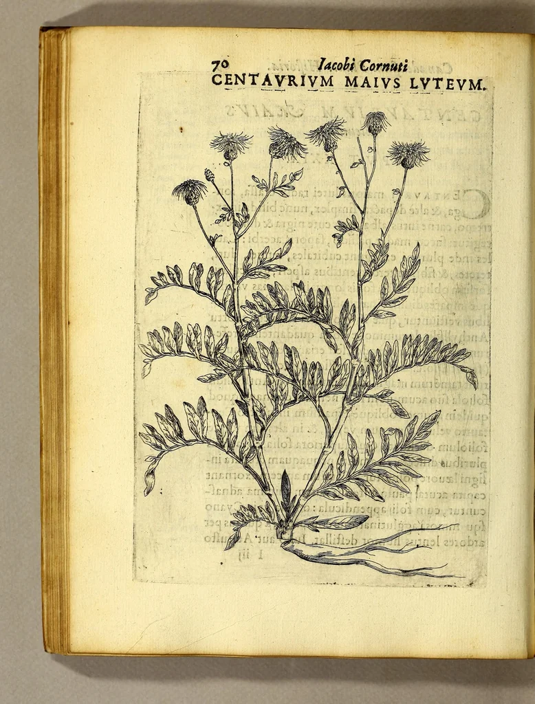 An illustration from Iac. Cornuti doctoris medici Parisiensis Canadensium plantarum, aliarúmque nondum editarum historia. : Cui adiectum est ad calcem enchiridion botanicum Parisiense, continens indicem plantarum, quæ in pagis, siluis, pratis, & montosis iuxta Parisios locis nascuntur, 1635, leaf 92