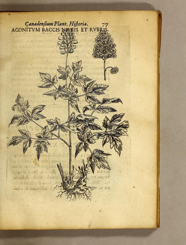 An illustration from Iac. Cornuti doctoris medici Parisiensis Canadensium plantarum, aliarúmque nondum editarum historia. : Cui adiectum est ad calcem enchiridion botanicum Parisiense, continens indicem plantarum, quæ in pagis, siluis, pratis, & montosis iuxta Parisios locis nascuntur, 1635, leaf 99