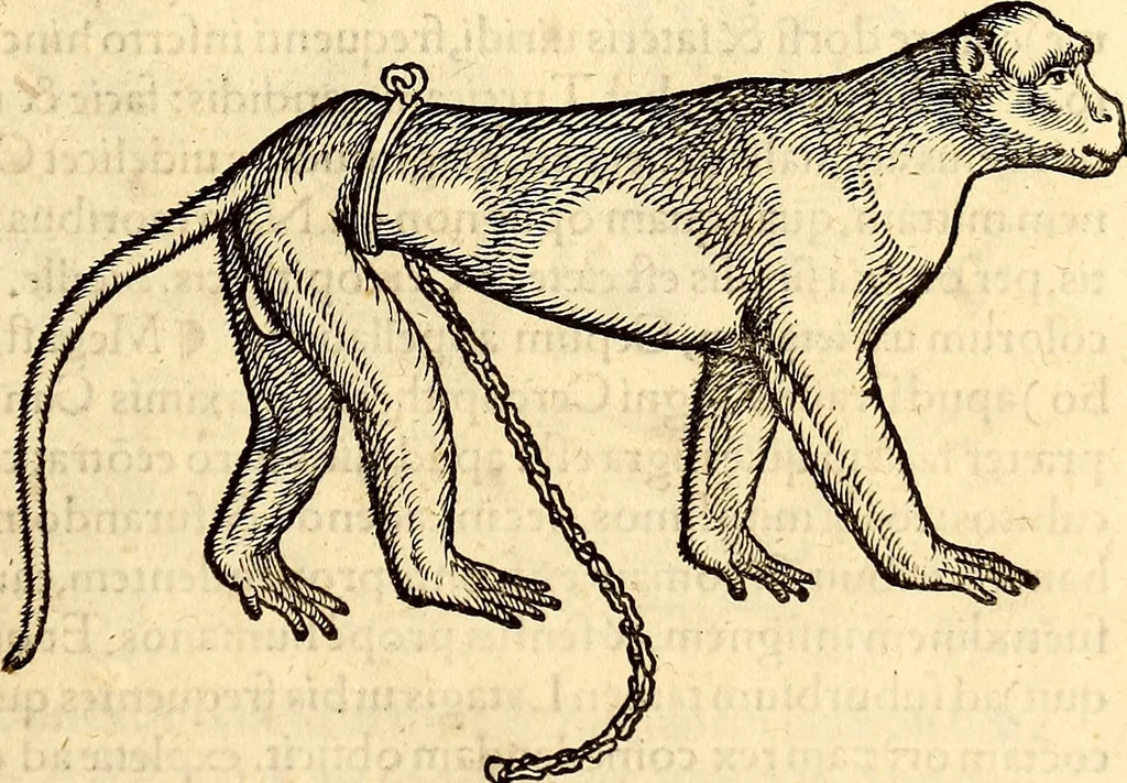An illustration from Icones animalium quadrupedum uiuiparorum et ouiparorum : quae in Historiae animalium Conradi Gesneri libro I. et II. describuntur, cum nomenclaturis singulorum latinis, graecis, italicis, gallicis, et germanicis plerunque, et aliarum quoque linguarum, certis ordinibus digestae, 1560, leaf 102