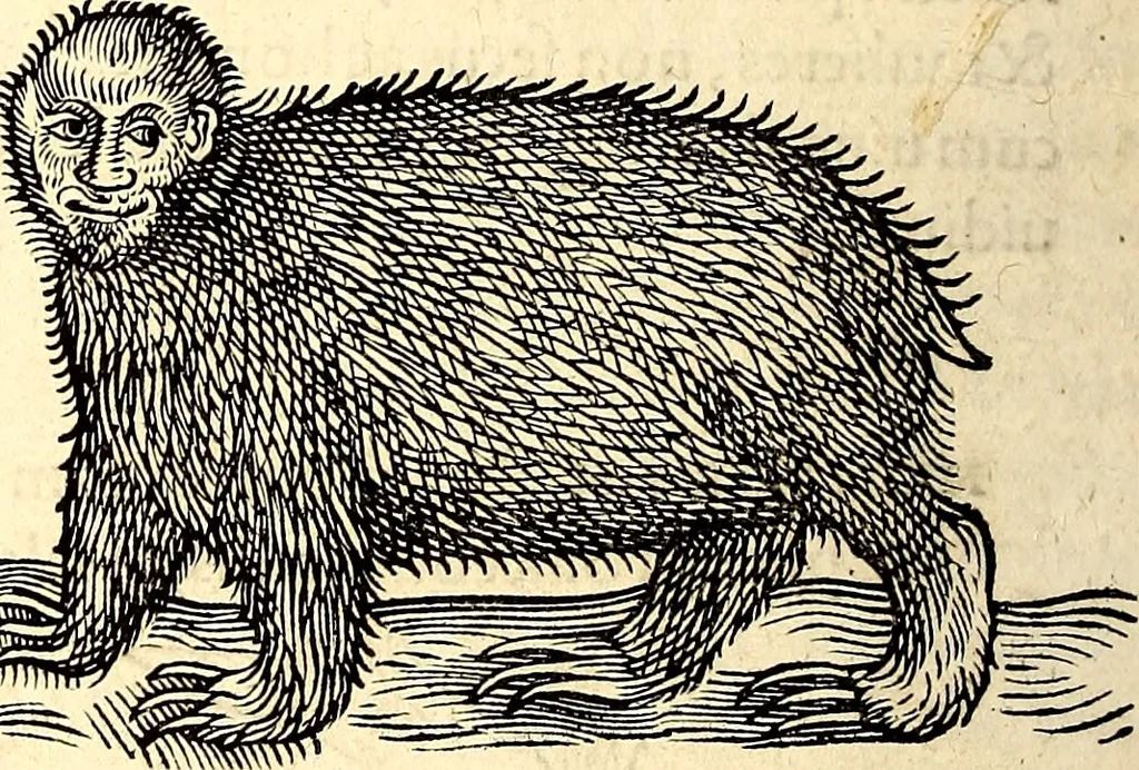 An illustration from Icones animalium quadrupedum uiuiparorum et ouiparorum : quae in Historiae animalium Conradi Gesneri libro I. et II. describuntur, cum nomenclaturis singulorum latinis, graecis, italicis, gallicis, et germanicis plerunque, et aliarum quoque linguarum, certis ordinibus digestae, 1560, leaf 105