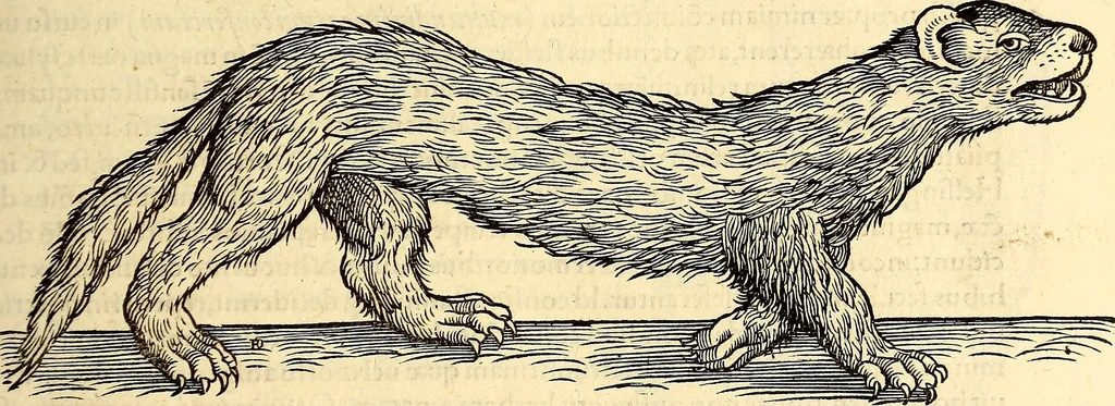 An illustration from Icones animalium quadrupedum uiuiparorum et ouiparorum : quae in Historiae animalium Conradi Gesneri libro I. et II. describuntur, cum nomenclaturis singulorum latinis, graecis, italicis, gallicis, et germanicis plerunque, et aliarum quoque linguarum, certis ordinibus digestae, 1560, leaf 108