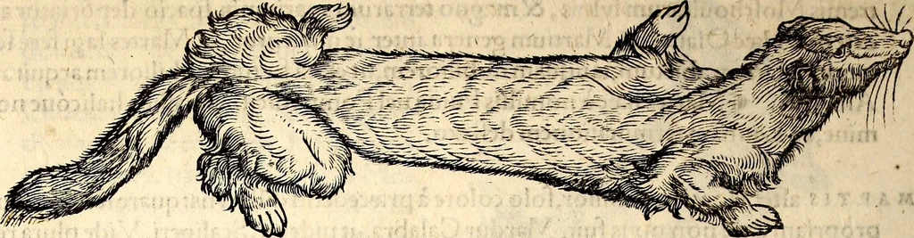 An illustration from Icones animalium quadrupedum uiuiparorum et ouiparorum : quae in Historiae animalium Conradi Gesneri libro I. et II. describuntur, cum nomenclaturis singulorum latinis, graecis, italicis, gallicis, et germanicis plerunque, et aliarum quoque linguarum, certis ordinibus digestae, 1560, leaf 109