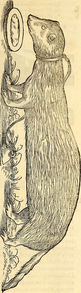 An illustration from Icones animalium quadrupedum uiuiparorum et ouiparorum : quae in Historiae animalium Conradi Gesneri libro I. et II. describuntur, cum nomenclaturis singulorum latinis, graecis, italicis, gallicis, et germanicis plerunque, et aliarum quoque linguarum, certis ordinibus digestae, 1560, leaf 110