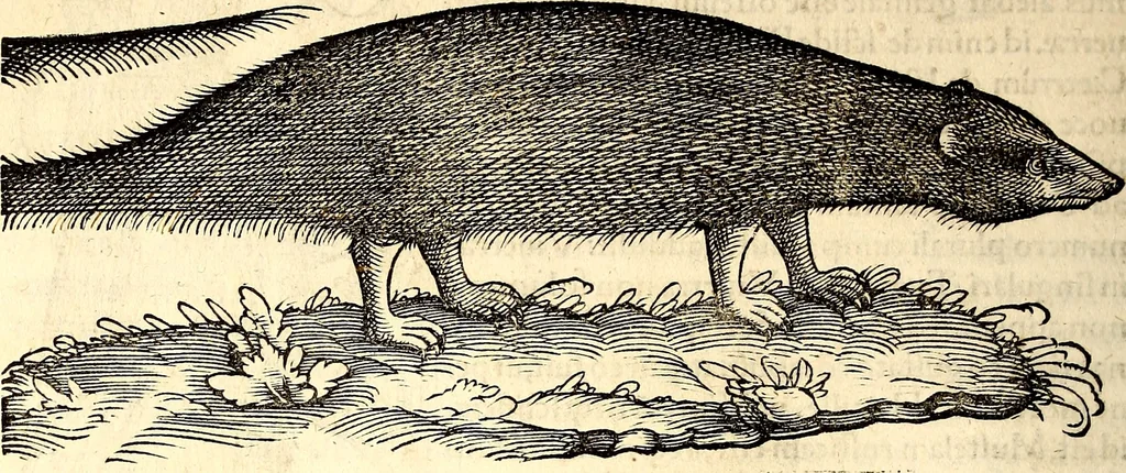 An illustration from Icones animalium quadrupedum uiuiparorum et ouiparorum : quae in Historiae animalium Conradi Gesneri libro I. et II. describuntur, cum nomenclaturis singulorum latinis, graecis, italicis, gallicis, et germanicis plerunque, et aliarum quoque linguarum, certis ordinibus digestae, 1560, leaf 111