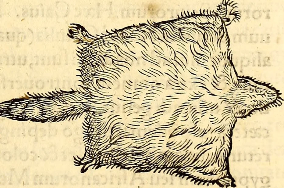 An illustration from Icones animalium quadrupedum uiuiparorum et ouiparorum : quae in Historiae animalium Conradi Gesneri libro I. et II. describuntur, cum nomenclaturis singulorum latinis, graecis, italicis, gallicis, et germanicis plerunque, et aliarum quoque linguarum, certis ordinibus digestae, 1560, leaf 120