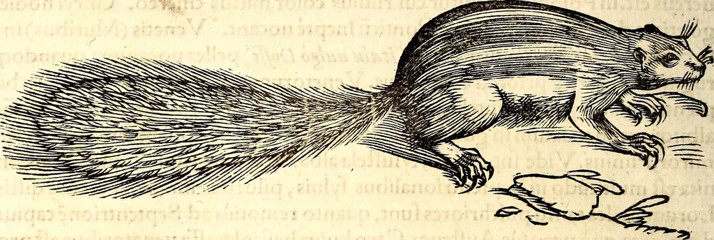 An illustration from Icones animalium quadrupedum uiuiparorum et ouiparorum : quae in Historiae animalium Conradi Gesneri libro I. et II. describuntur, cum nomenclaturis singulorum latinis, graecis, italicis, gallicis, et germanicis plerunque, et aliarum quoque linguarum, certis ordinibus digestae, 1560, leaf 121