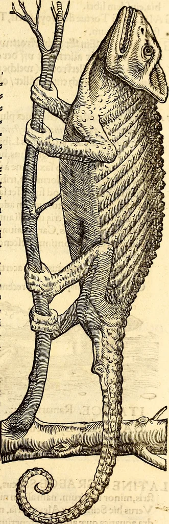 An illustration from Icones animalium quadrupedum uiuiparorum et ouiparorum : quae in Historiae animalium Conradi Gesneri libro I. et II. describuntur, cum nomenclaturis singulorum latinis, graecis, italicis, gallicis, et germanicis plerunque, et aliarum quoque linguarum, certis ordinibus digestae, 1560, leaf 126