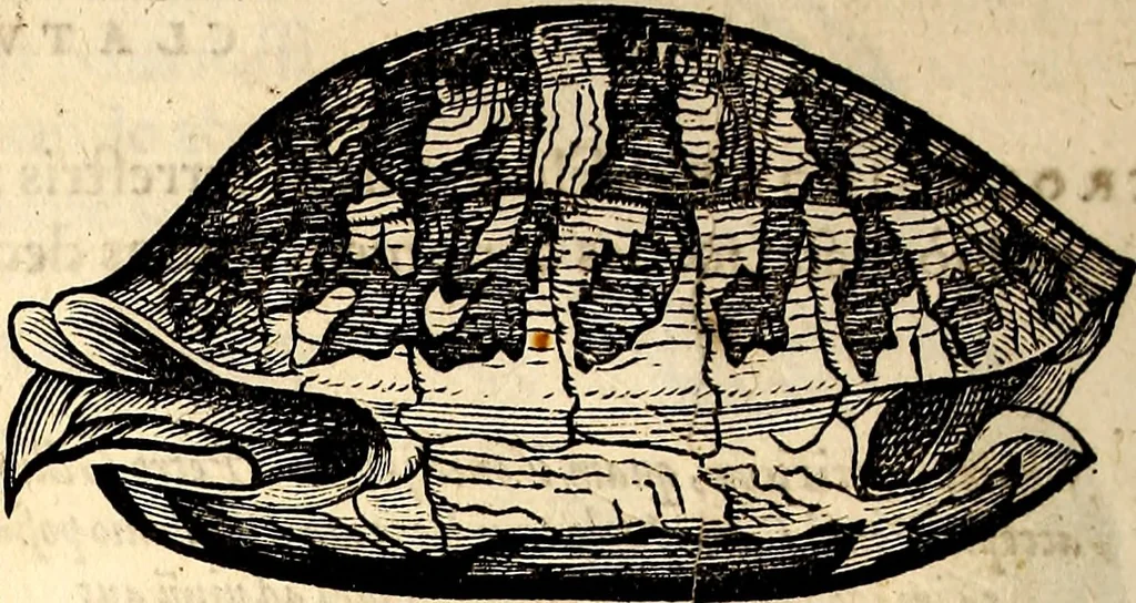 An illustration from Icones animalium quadrupedum uiuiparorum et ouiparorum : quae in Historiae animalium Conradi Gesneri libro I. et II. describuntur, cum nomenclaturis singulorum latinis, graecis, italicis, gallicis, et germanicis plerunque, et aliarum quoque linguarum, certis ordinibus digestae, 1560, leaf 127