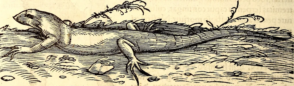 An illustration from Icones animalium quadrupedum uiuiparorum et ouiparorum : quae in Historiae animalium Conradi Gesneri libro I. et II. describuntur, cum nomenclaturis singulorum latinis, graecis, italicis, gallicis, et germanicis plerunque, et aliarum quoque linguarum, certis ordinibus digestae, 1560, leaf 127