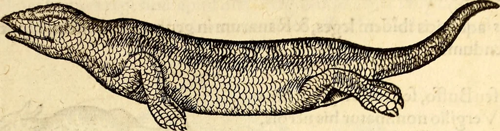 An illustration from Icones animalium quadrupedum uiuiparorum et ouiparorum : quae in Historiae animalium Conradi Gesneri libro I. et II. describuntur, cum nomenclaturis singulorum latinis, graecis, italicis, gallicis, et germanicis plerunque, et aliarum quoque linguarum, certis ordinibus digestae, 1560, leaf 128